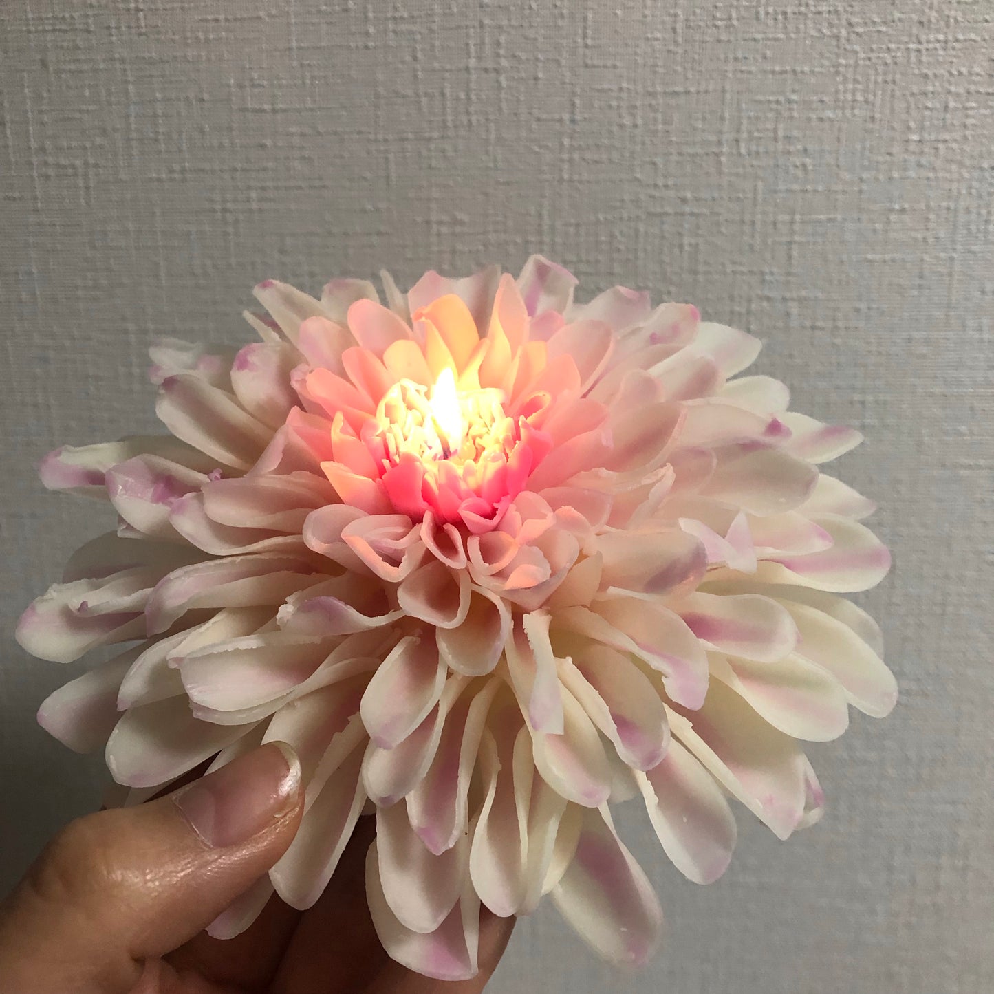 FlowerCandle:ダリア・クラシコ